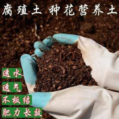 种花土壤环境（种花的基本常识土壤的选择）-图1