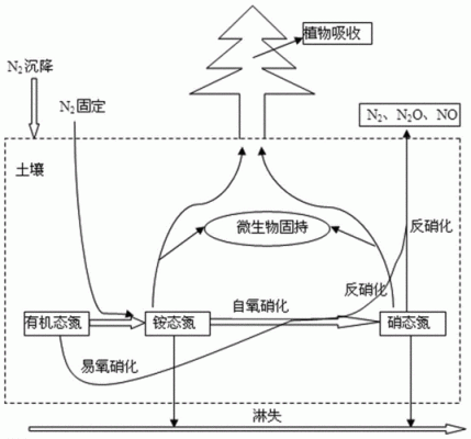 土壤反硝化作用（论述土壤中反硝化作用发生的过程及其主要影响因素）