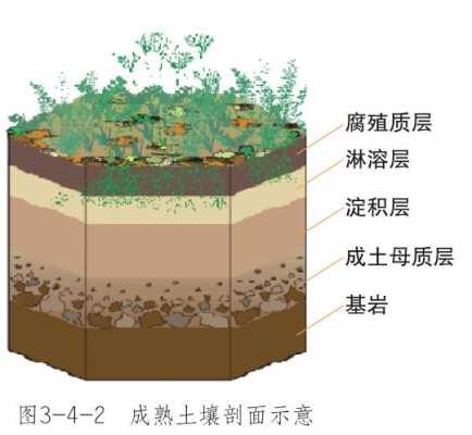 土壤层手工（土壤剖面制作过程）-图3