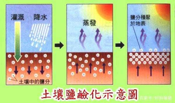 土壤盐滋化（土壤盐化怎么办）-图1