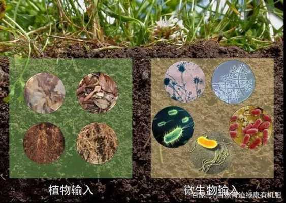 土壤生物特点（土壤生物包括哪三类）-图2