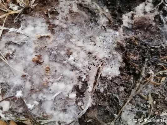 土壤里有霉菌（土壤里有霉菌的味道怎么去除）-图1