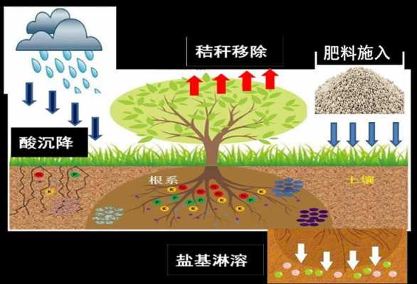 土壤改酸性（土壤改成酸性）-图1