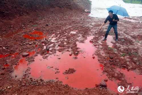 血水淋土壤（血水浇花）