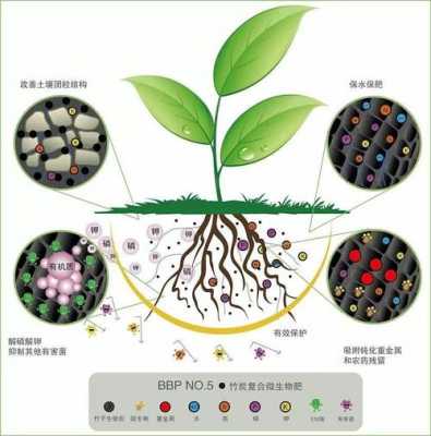 土壤有益菌的作用（土壤 有益菌）-图3