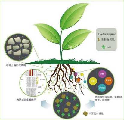 对土壤有用的生物（对土壤有用的生物素）-图1