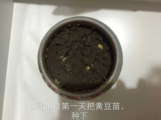 土壤埋黄豆（黄豆埋在土里保持多久肥效）-图2