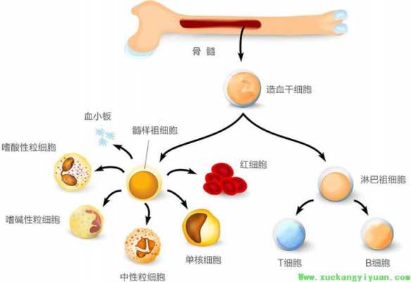 骨髓土壤（骨髓质地）-图3