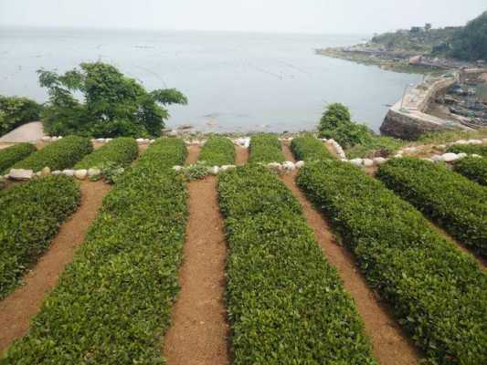 崂山茶土壤（崂山茶种植的自然条件）-图1