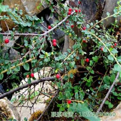 荀子土壤（荀子种植土壤）-图2