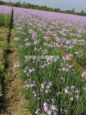 紫娇花土壤（紫娇花对土壤要求高吗）-图1