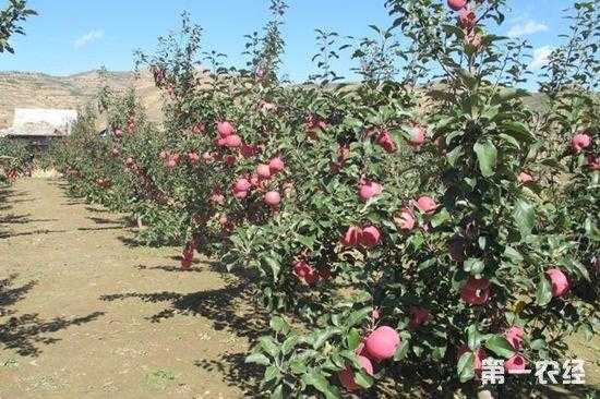 苹果园土壤（苹果园土壤适合酸碱度）-图1