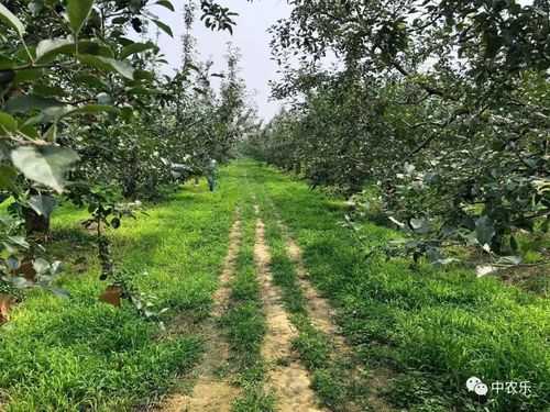 苹果园土壤（苹果园土壤适合酸碱度）-图3