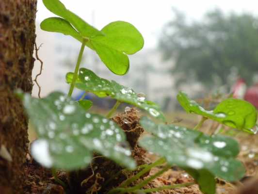 雨露的土壤（雨露徒长怎么办）-图2